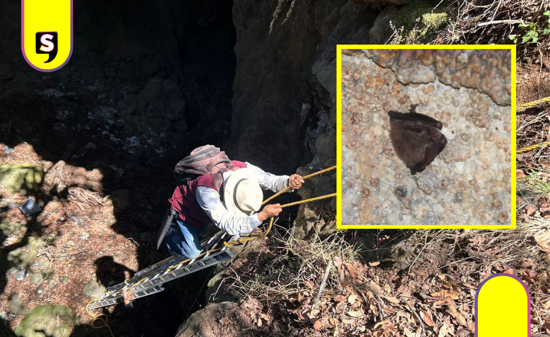 Hallan cuatro especies de murciélagos en Cuautepec