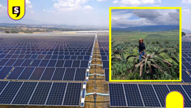 Proyecto extranjero que quiere devastar magueyes en Hidalgo