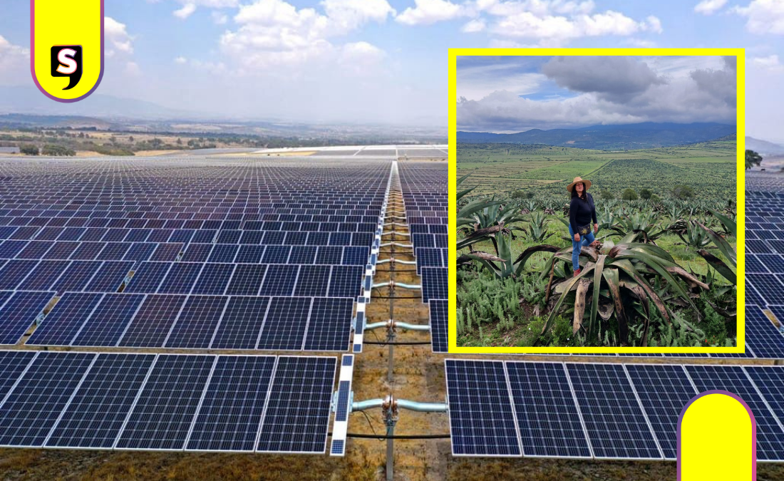 Proyecto extranjero que quiere devastar magueyes en Hidalgo