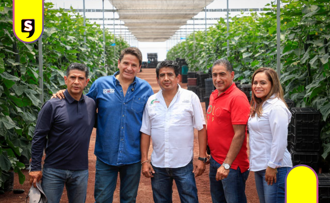 Ochoa impulsa precios justos tras récord en pepino y jitomate