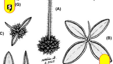 Todo sobre la nueva especie de planta carnívora en Hidalgo.