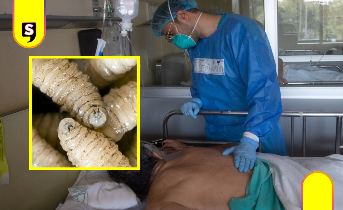 Gusano barrenador humano llega a la CDMX