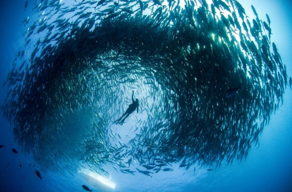 vida marina en Baja California