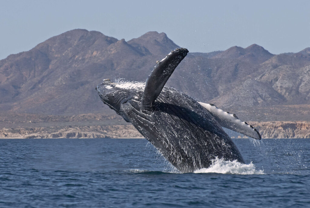 vida marina en Baja California