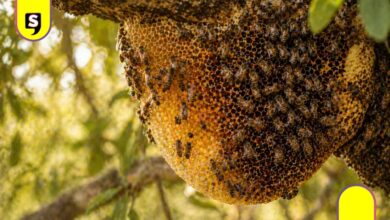 panal de abejas