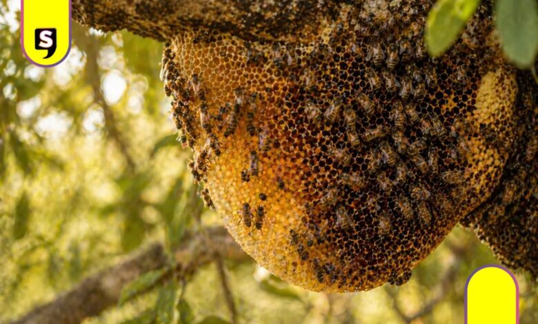 panal de abejas