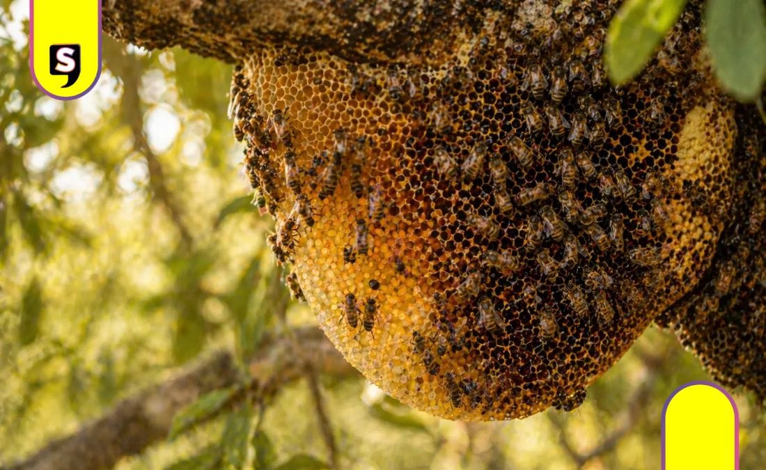 panal de abejas