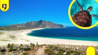 vida marina en Baja California