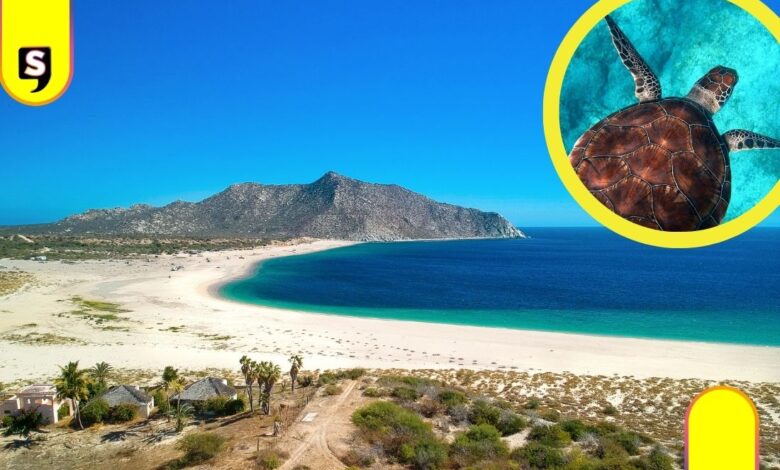 vida marina en Baja California