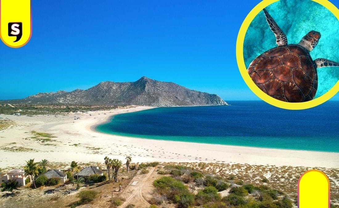 vida marina en Baja California