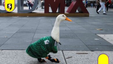 El pato que acompañaba a una familia que vende aguas en la CDMX ahora inspira hasta figuras en Vancouver