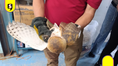 Rescatan a lechuza en Cuautepec de Hinojosa