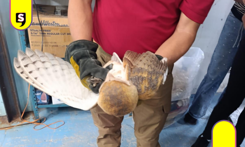Rescatan a lechuza en Cuautepec de Hinojosa