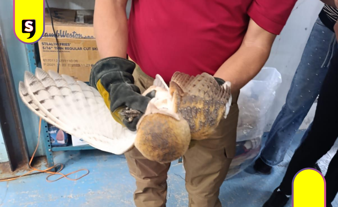 Rescatan a lechuza en Cuautepec de Hinojosa