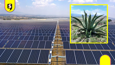 Que siga la lucha: desisten de parque solar en Singuilucan