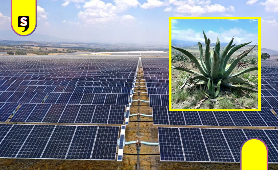 Que siga la lucha: desisten de parque solar en Singuilucan