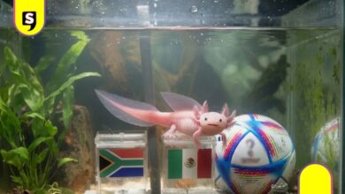 Paco ajolote resultados del Mundial