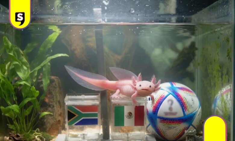 Paco ajolote resultados del Mundial