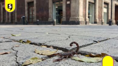 alacranes en CDMX alcaldías
