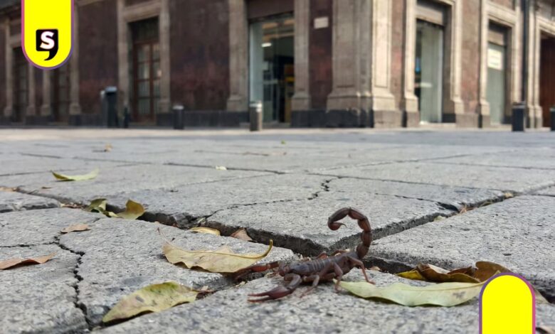 alacranes en CDMX alcaldías