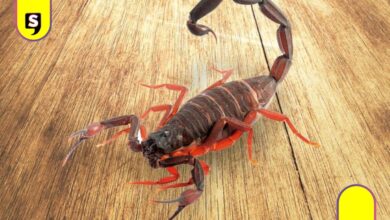 identificar alacranes peligrosos