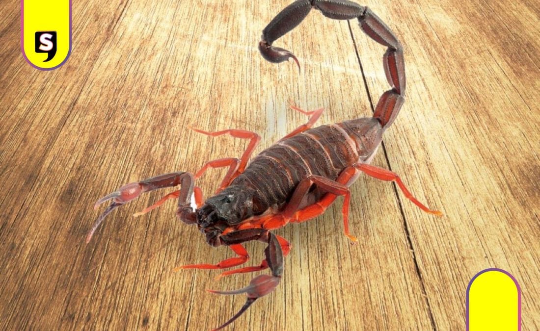 identificar alacranes peligrosos
