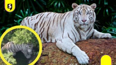 tigre de Bengala blanco Tepetlaoxtoc
