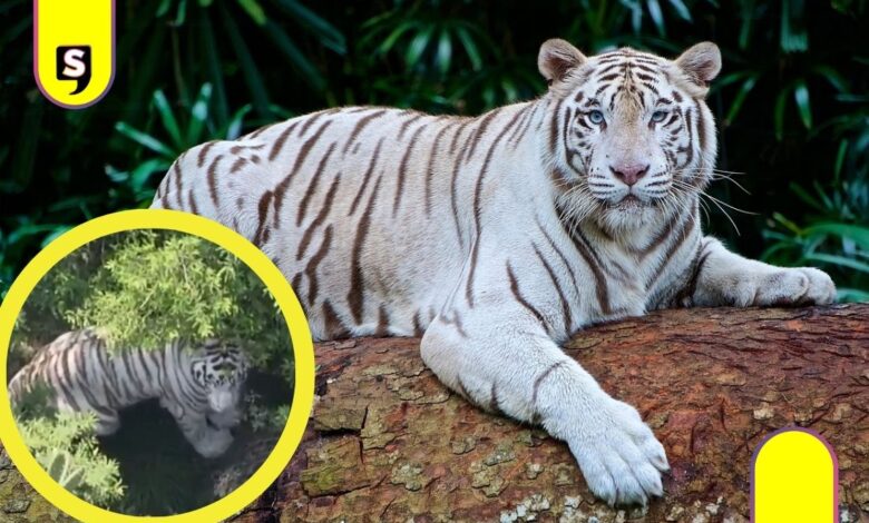 tigre de Bengala blanco Tepetlaoxtoc