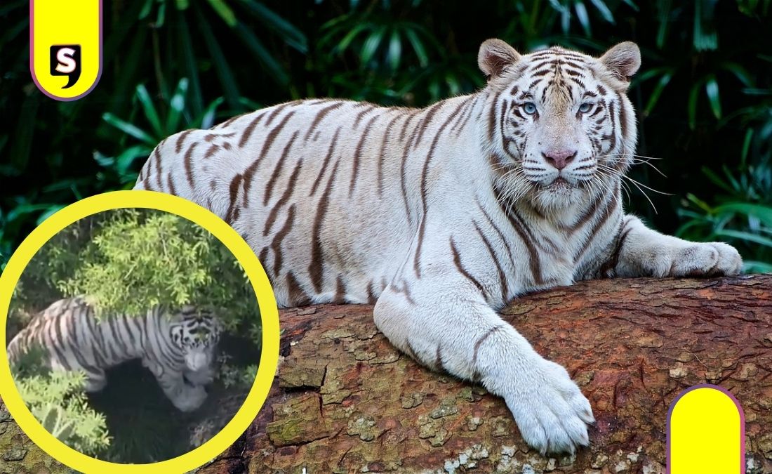 tigre de Bengala blanco Tepetlaoxtoc