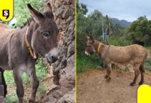 Burros bomberos en España