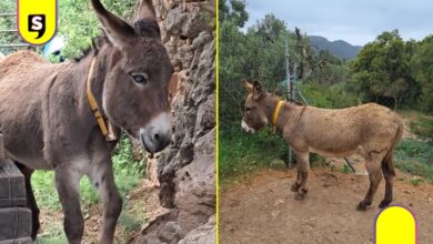 Burros bomberos en España