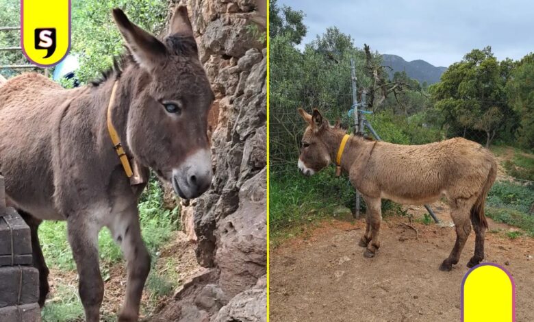 Burros bomberos en España