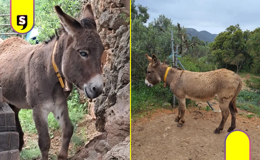 Burros bomberos en España