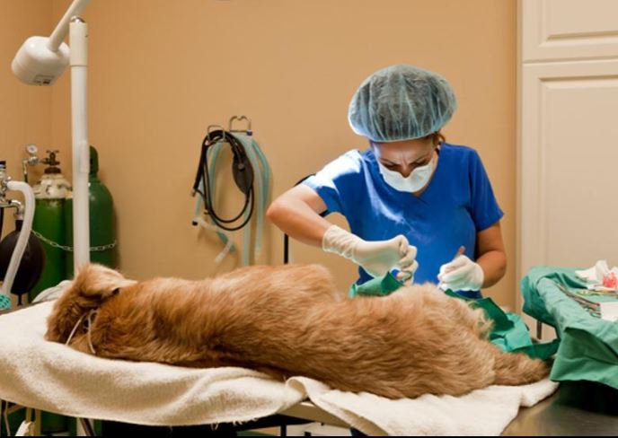 Mitos de la esterilización