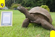 Jonathan tortuga