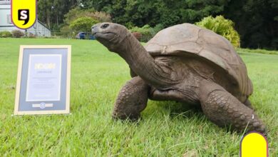 Jonathan tortuga