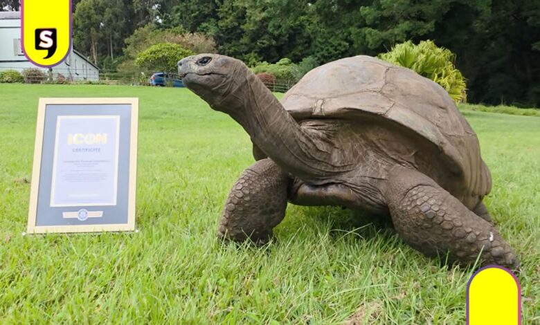 Jonathan tortuga