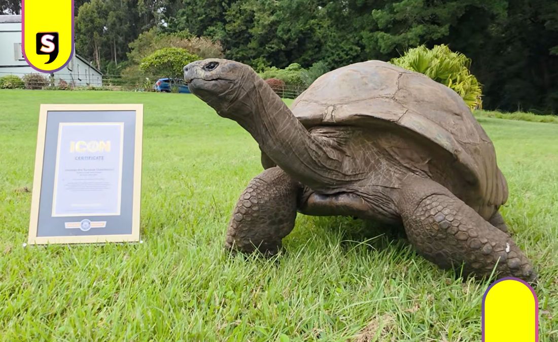 Jonathan tortuga