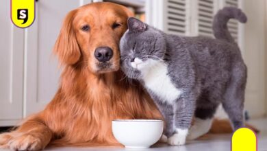 Mitos de la esterilización