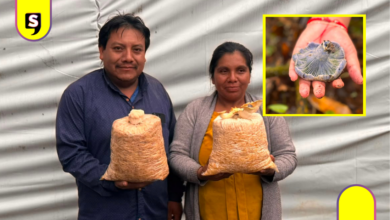 Familia de Acaxochitlán rescata y cultiva hongos nativos