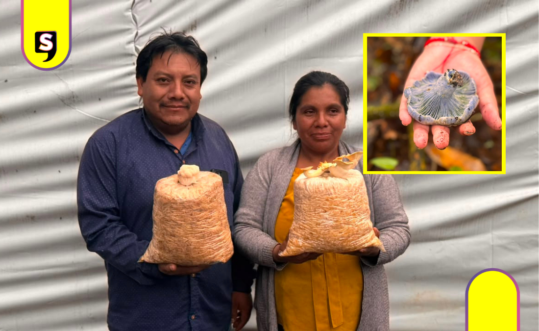 Familia de Acaxochitlán rescata y cultiva hongos nativos