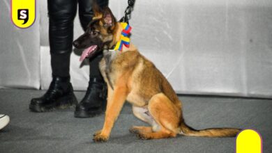 Venezuela Ejército Mexicano cachorra