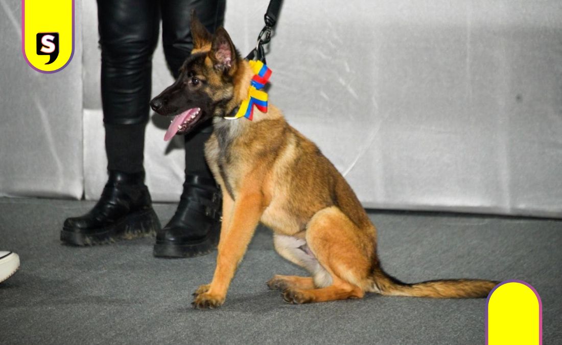Venezuela Ejército Mexicano cachorra
