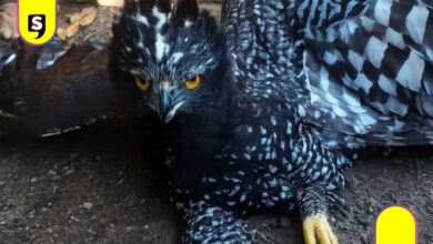 águila tirana en Sierra Gorda