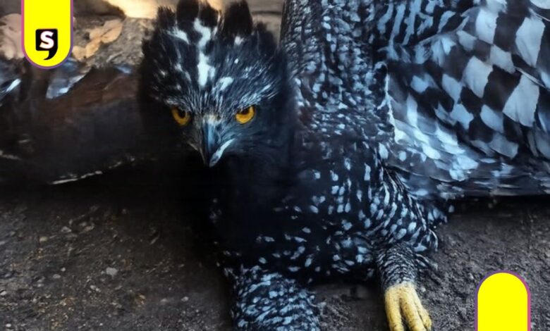 águila tirana en Sierra Gorda