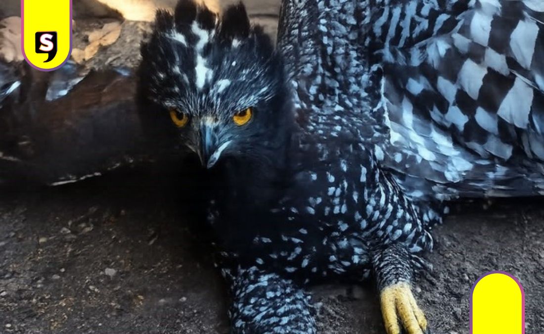 águila tirana en Sierra Gorda