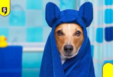 frecuencia bañar a tu perro
