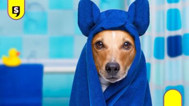 frecuencia bañar a tu perro