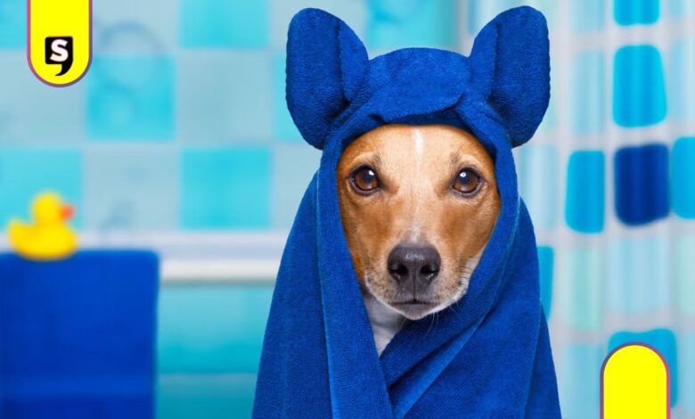 frecuencia bañar a tu perro