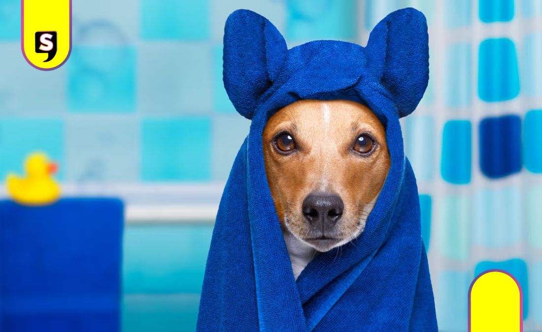 frecuencia bañar a tu perro